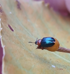 Gastrophysa polygoni