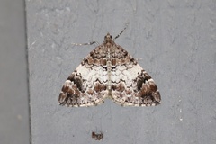 Dysstroma citrata