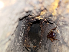 Periplaneta australasiae