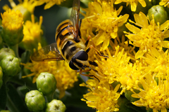Myathropa florea