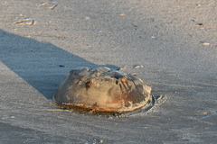 Limulus polyphemus