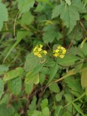 Patrinia heterophylla