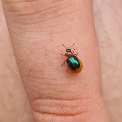 Gastrophysa polygoni