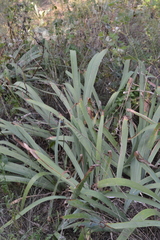 Iris × hybrida