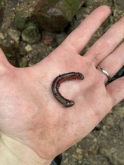 Myriapoda