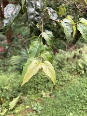Acer caudatifolium