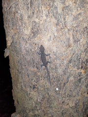 Hemidactylus frenatus