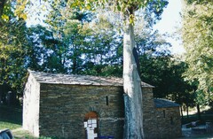 Cupressus sempervirens