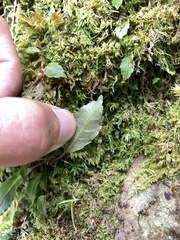 Hydrangea integrifolia