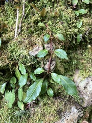 Hydrangea integrifolia