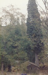 Cupressus sempervirens