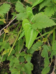 Dioscorea zingiberensis