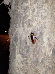 Periplaneta australasiae