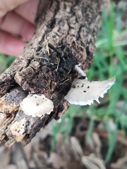 Panellus luxfilamentus