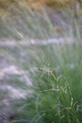 Molinia caerulea