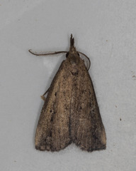 Macrochilo orciferalis