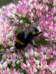 Bombus lucorum