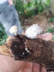 Panellus luxfilamentus