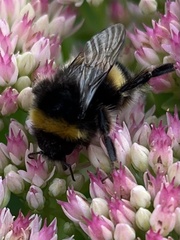 Bombus lucorum