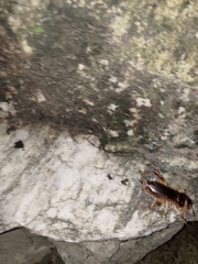 Tarbinskiellus portentosus
