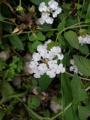Lantana involucrata