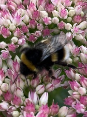 Bombus lucorum