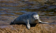 Phoca vitulina vitulina
