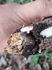 Panellus luxfilamentus
