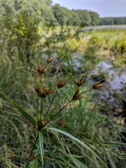 Rhynchospora macrostachya