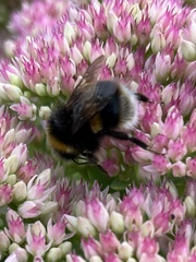 Bombus lucorum