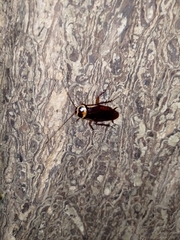 Periplaneta australasiae