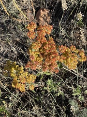 Eriogonum umbellatum