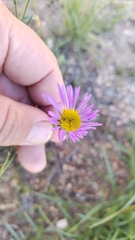 Dieteria canescens