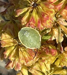 Chlorochroa uhleri