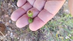 Dieteria canescens