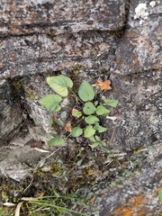 Viola collina