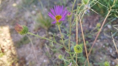 Dieteria canescens