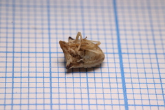 Ancyrosoma leucogrammes