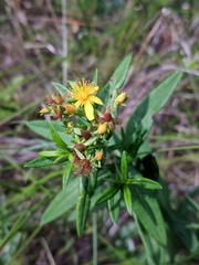 Hypericum adpressum