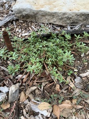 Portulaca oleracea