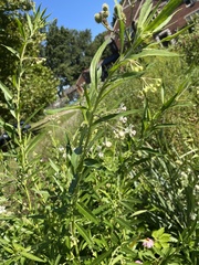 Gomphocarpus physocarpus