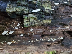 Panellus pusillus