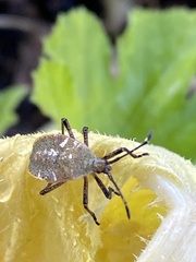 Anasa tristis