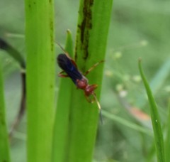 Trogomorpha trogiformis