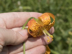 Lilium pardalinum shastense