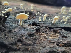 Panellus pusillus