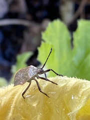 Anasa tristis