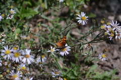 Polygonia gracilis