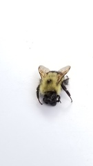 Bombus vagans
