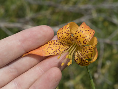 Lilium pardalinum shastense
